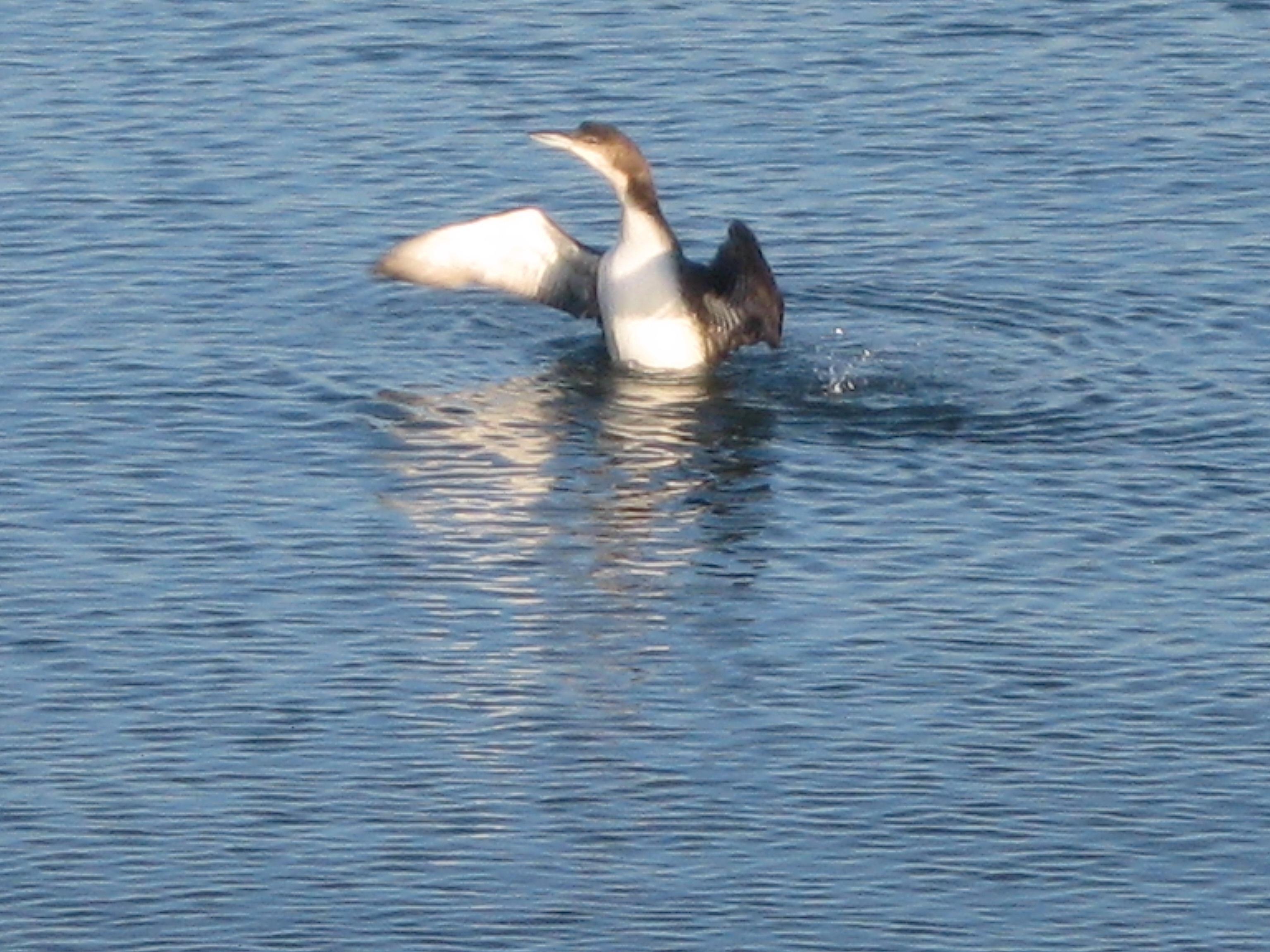 Red-throated loon in winter color