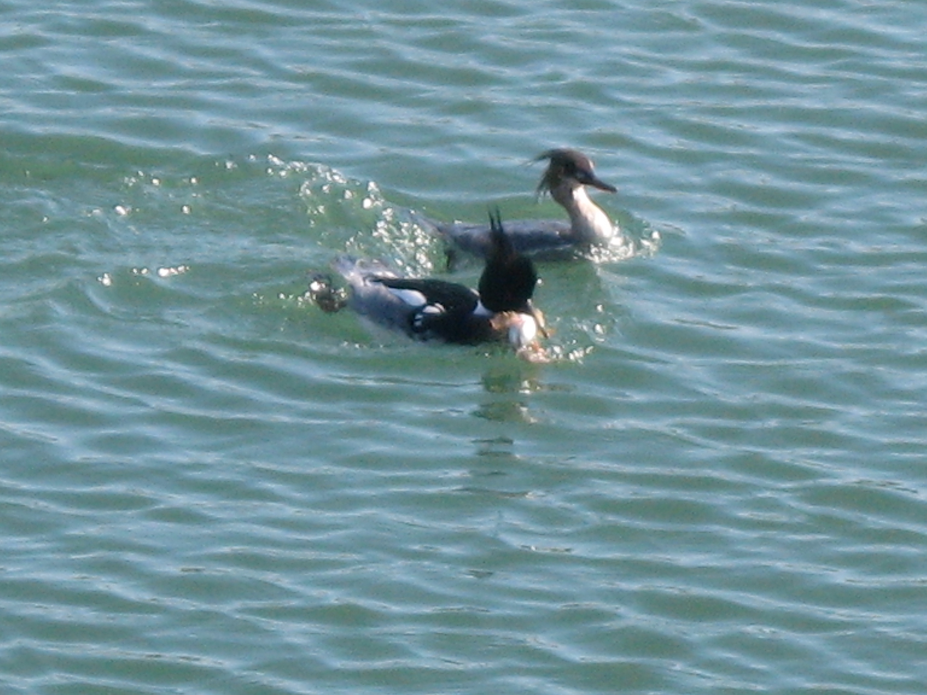 Red-breasted merganser pair with a fish