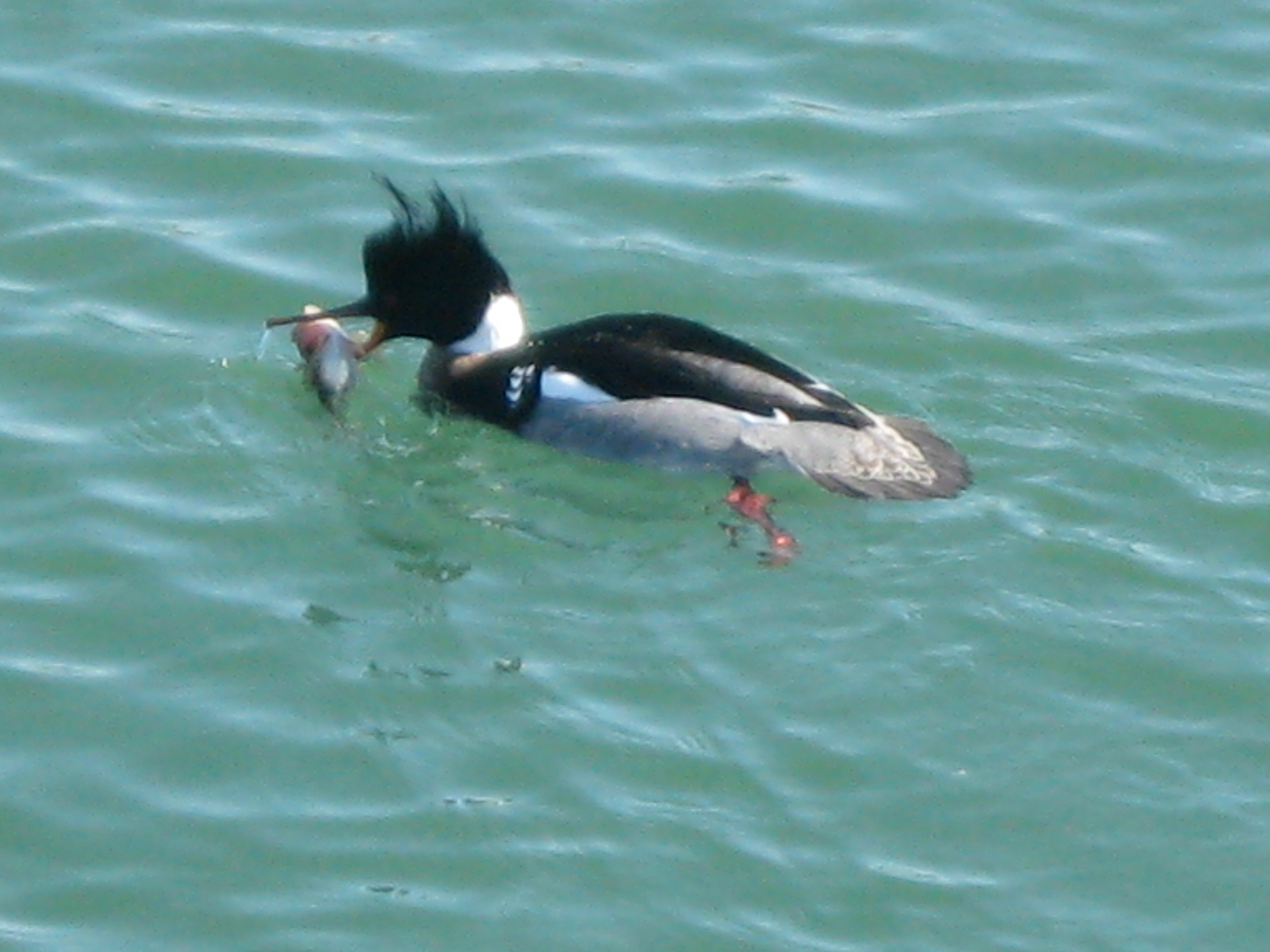 Male red-breasted merganser with fish