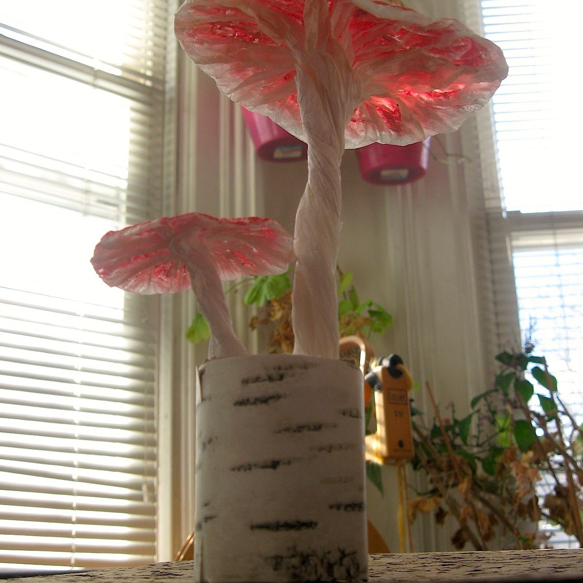 Amanita muscaria, under view