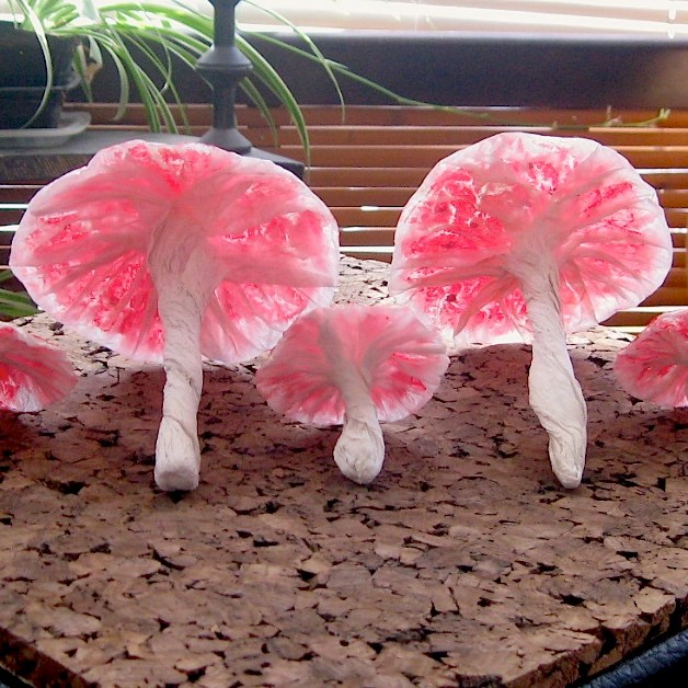 Amanita muscaria, under side