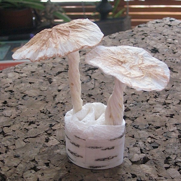 Brown toadstools, small pair