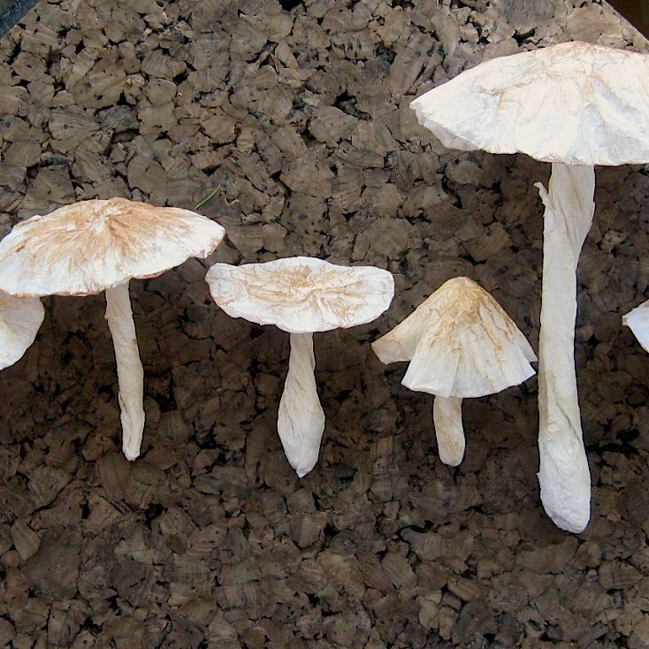 Brown toadstools, side view