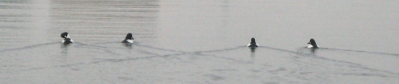 JFries Bufflehead ducks, lower Mystic, 1/2019