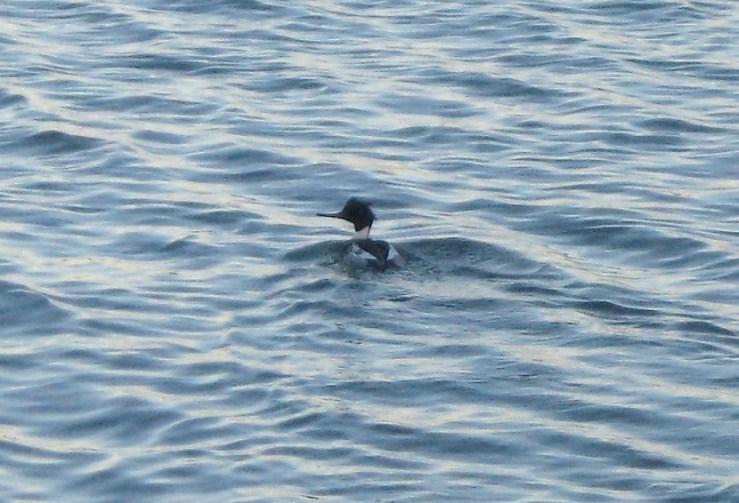 JFries Red-Breasted Merganser male, zoom, lower Mystic, 1/2019