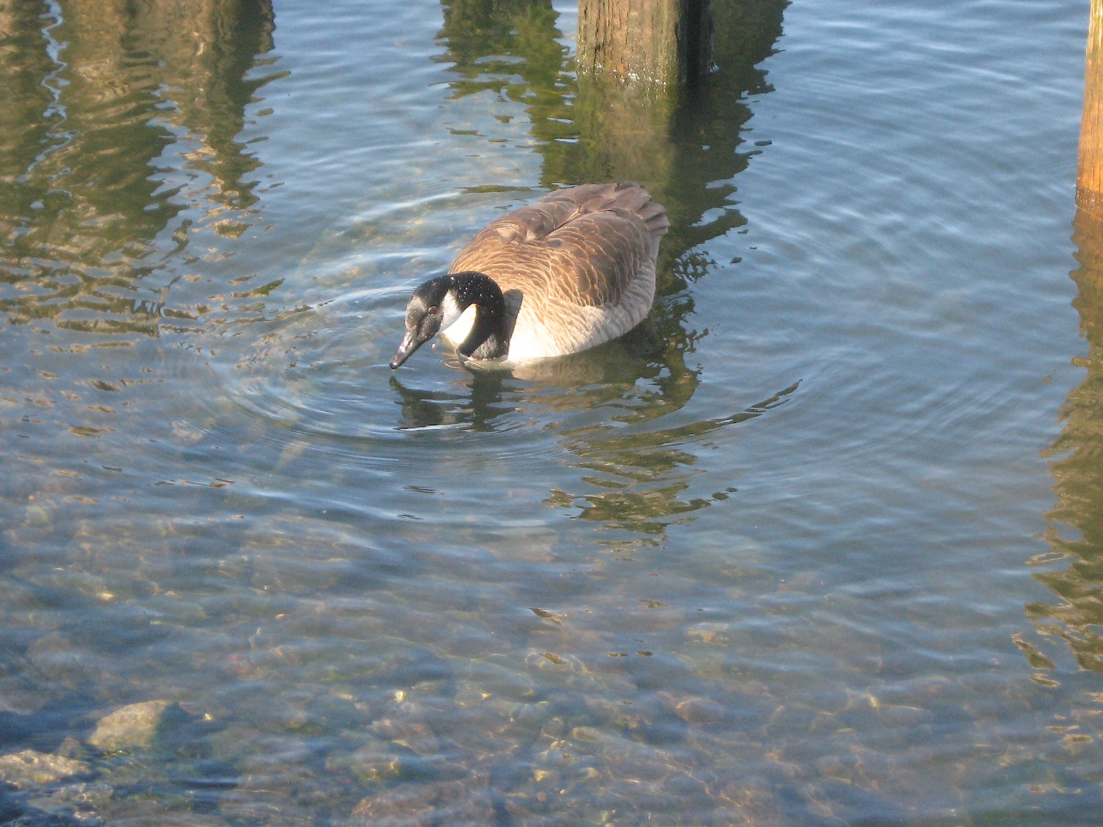 JFries - Canada goose, Charlestown, 2.11.19