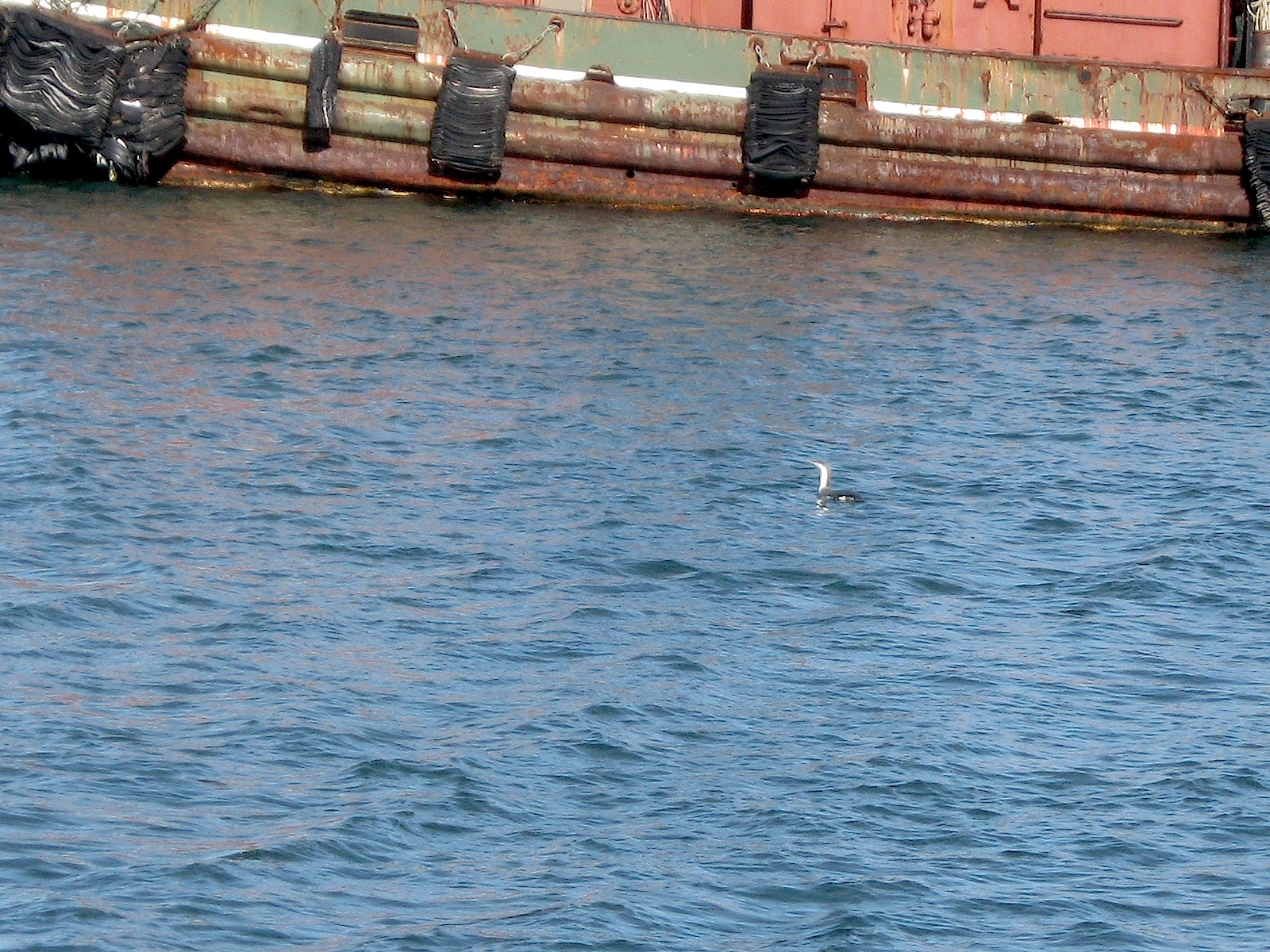 JFries - Loon, Charlestown, 2.11.19