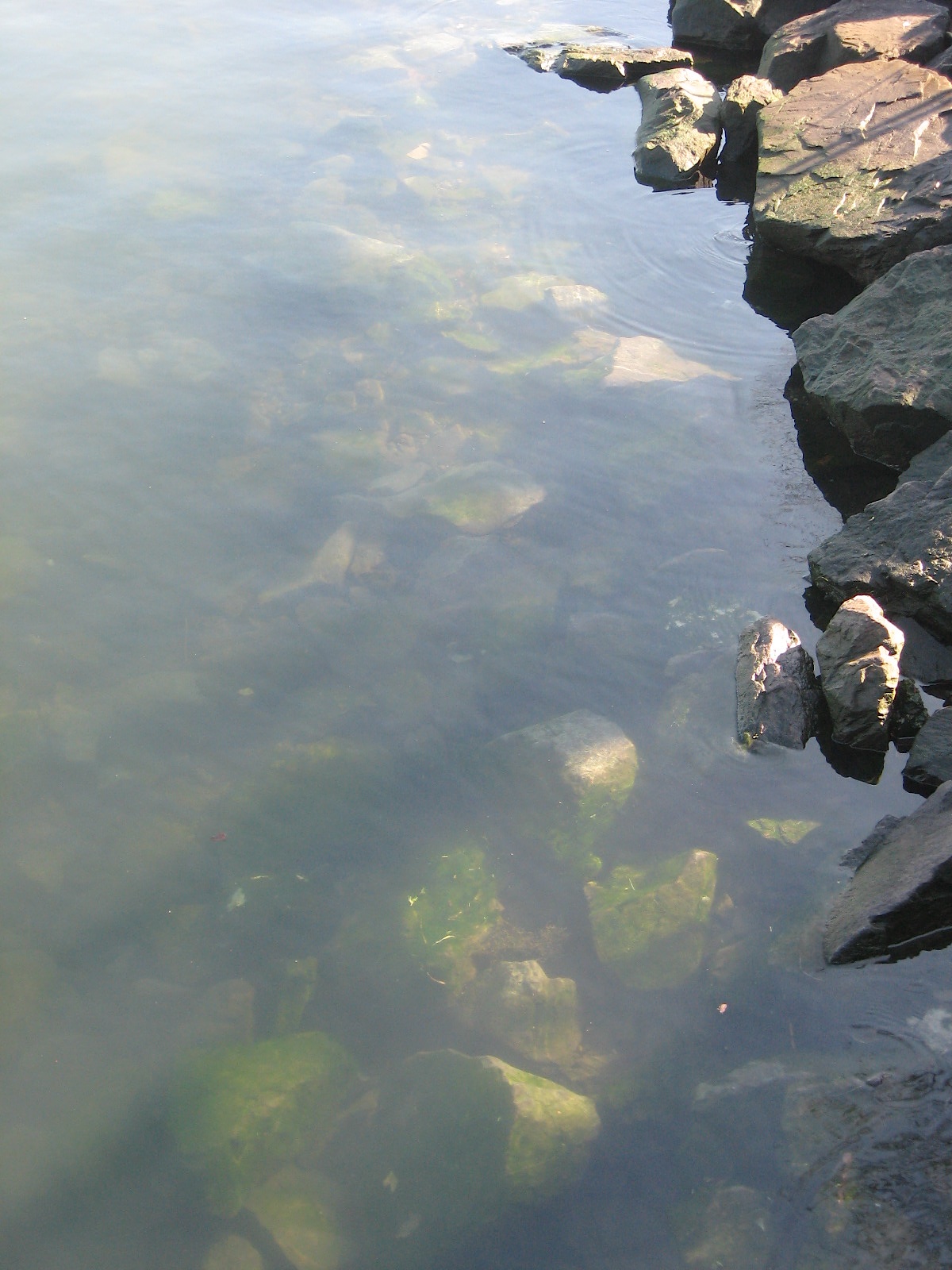 JFries, Rock, Charlestown, 2.11.19