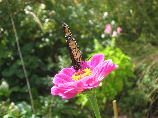 monarch on zinnia sept. 19