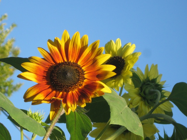 sunflowers sept. 19