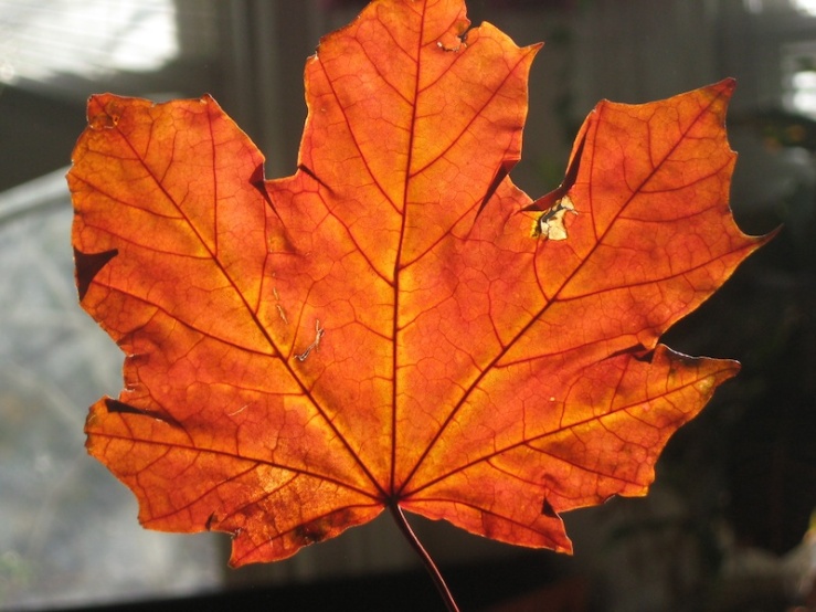 JFries maple leaf 11.2.19