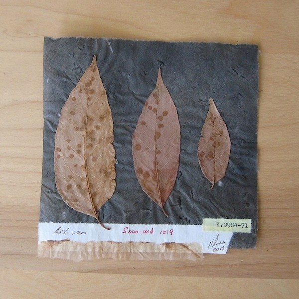 JFries Botanicals Ash 12.19