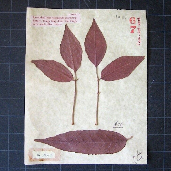 JFries Botanicals Ash 12.31.19