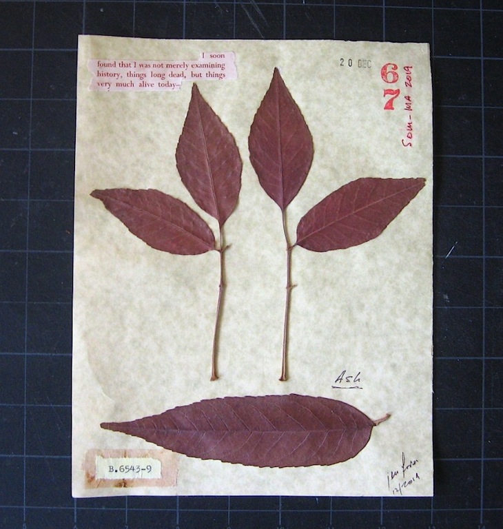 JFries Botanicals Ash 12.31.19