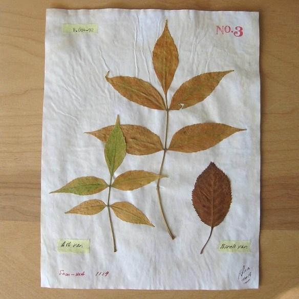 JFries Botanicals Ash & Birch 12.19