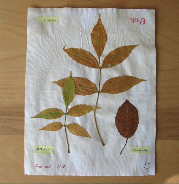 JFries Botanicals Ash & Birch 12.19