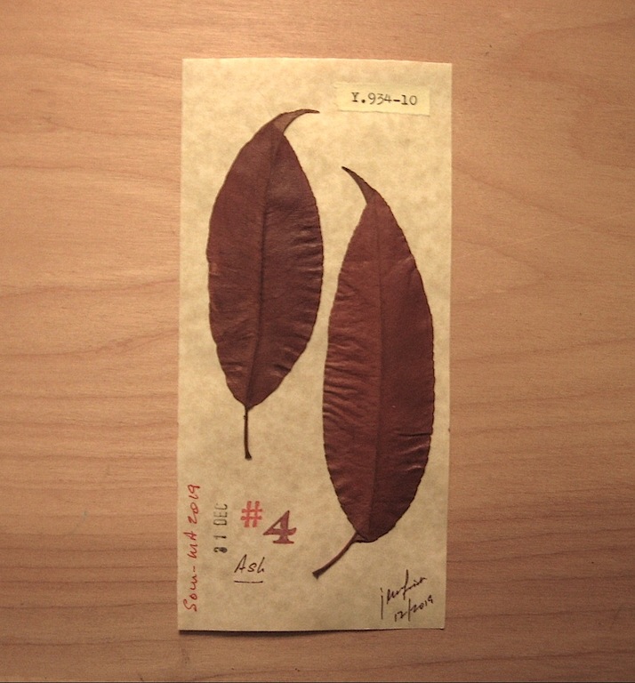 JFries Botanicals Ash.3 12.31.19