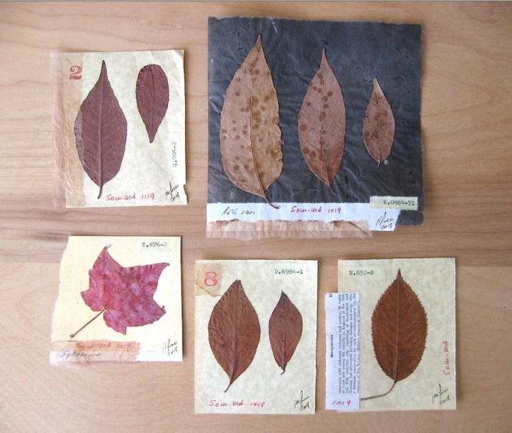 JFries Botanicals Leaves Set 2 12.19