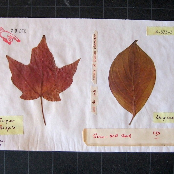 JFries Botanicals Maple & Dogwood 12.31.19