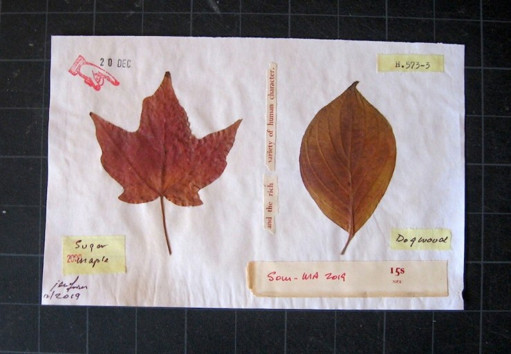 JFries Botanicals Maple & Dogwood 12.31.19