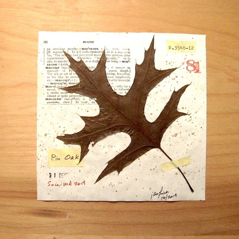 JFries Botanicals Pin Oak 12.31.19