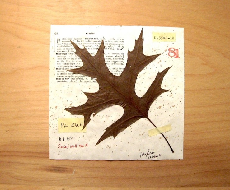 JFries Botanicals Pin Oak 12.31.19