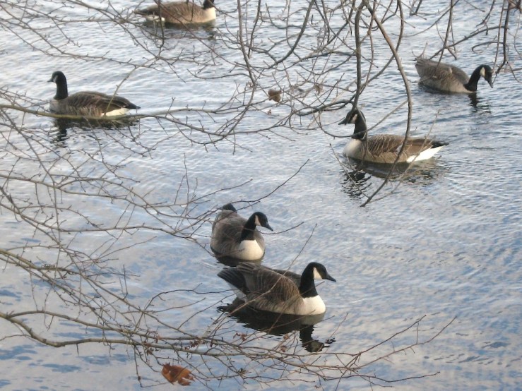 JFries canada geese 1 1.11.2020