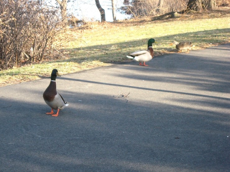 JFries mallards 2 love triangle brewing 1.11.2020