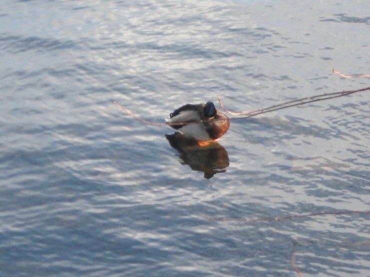 JFries mallards 4 napping on a rock 1.11.2020