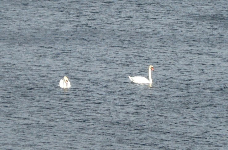 JFries mute swans 1 1.11.2020