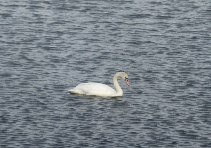 JFries mute swans 2 1.11.2020