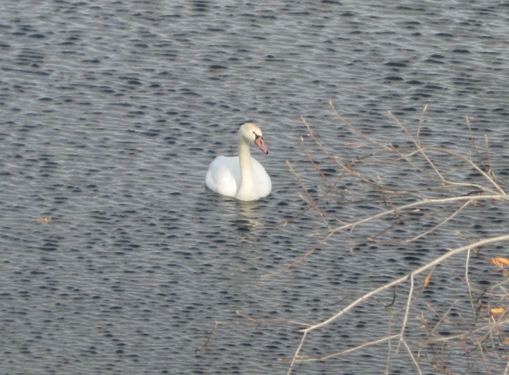 JFries mute swans 3 1.11.2020