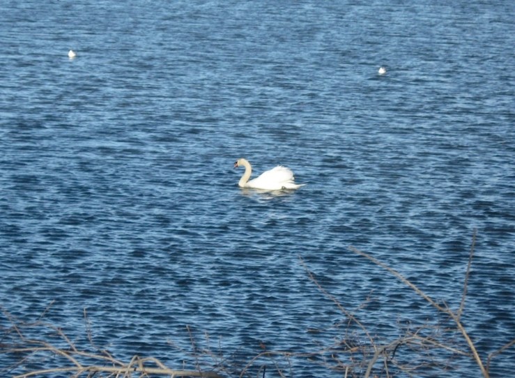JFries mute swans 5 1.11.2020