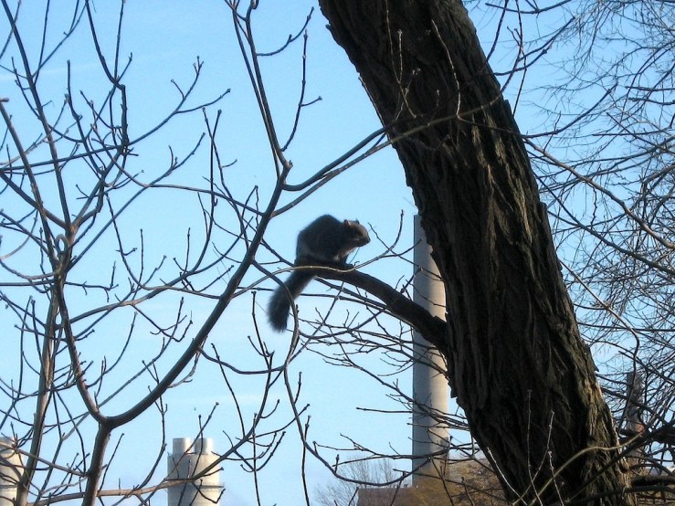JFries squirrel 1.11.2020