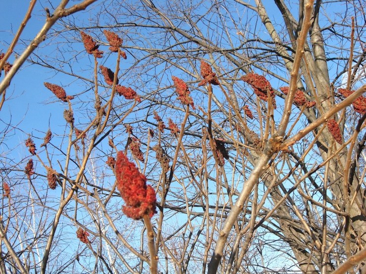 JFries tree specimen 2 sumac 1.11.2020