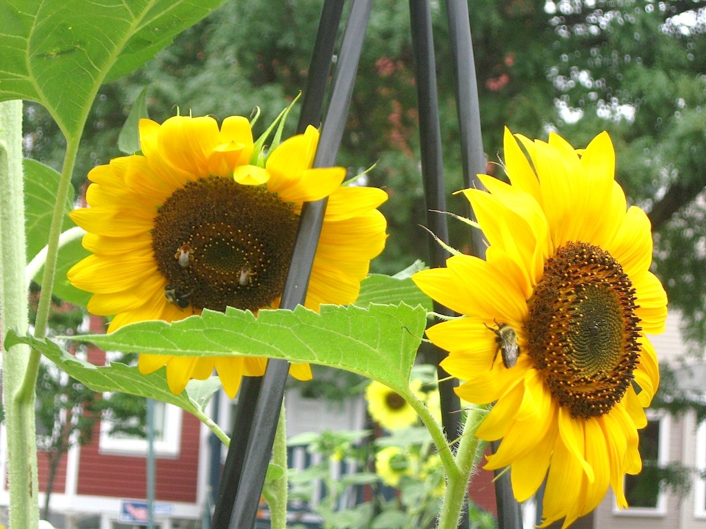 JFries bees on sunflowers sm 8.2020
