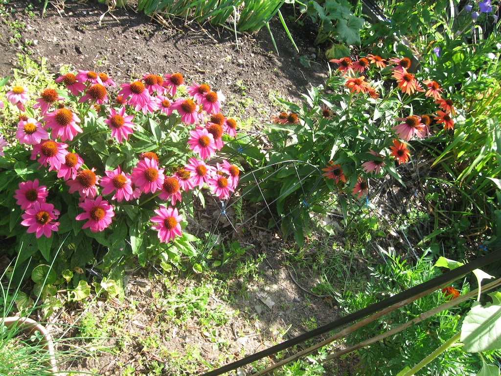 JFries coneflowers 8.2020