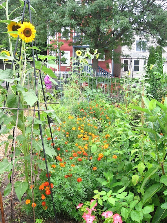 JFries garden in august sm 8.2020