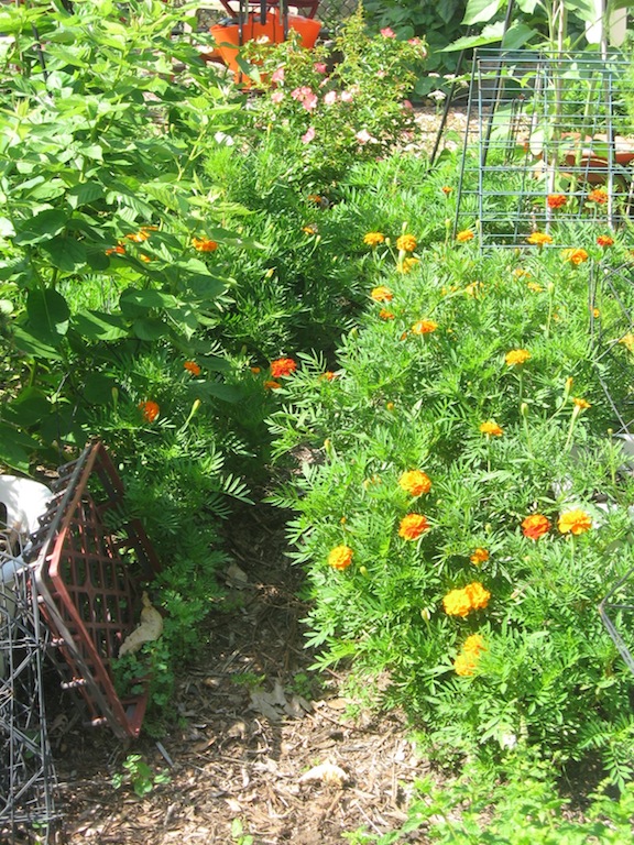 JFries marigold path 8.2020