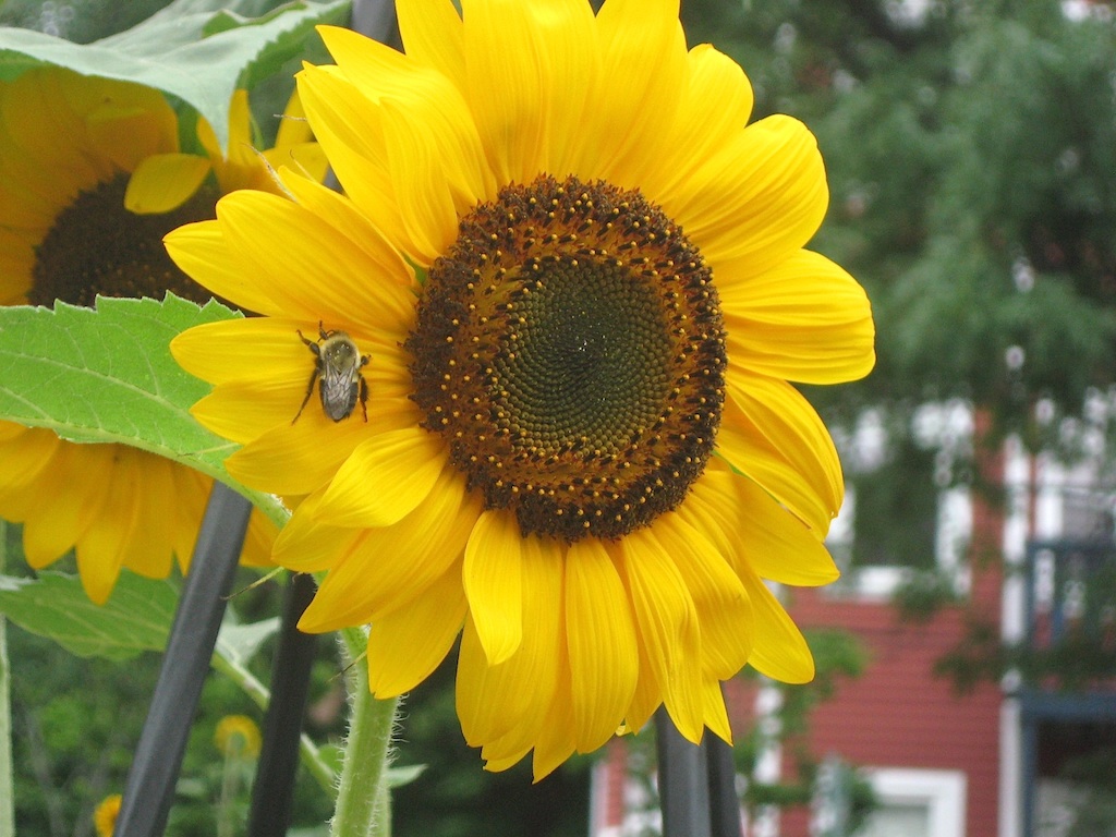 JFries napping bee on sunflower sm 8.2020