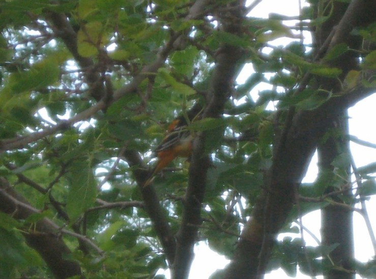 JFries oriole 8.2020