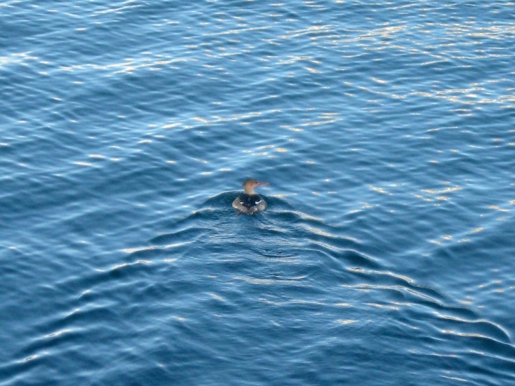 JFries december merganser 1.28.21