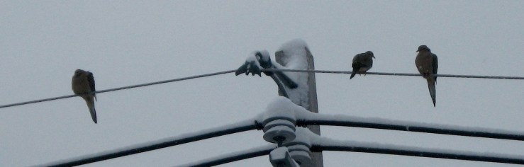 JFries doves border 1.28.21