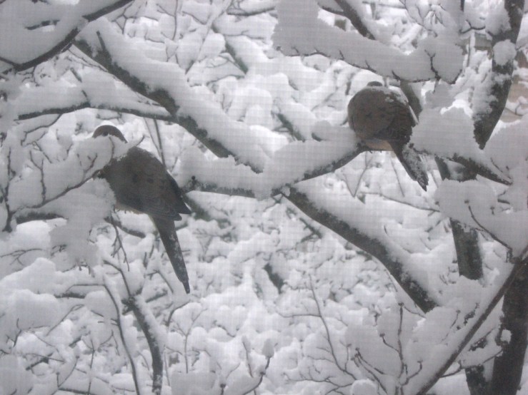 JFries doves in snow 2.2021