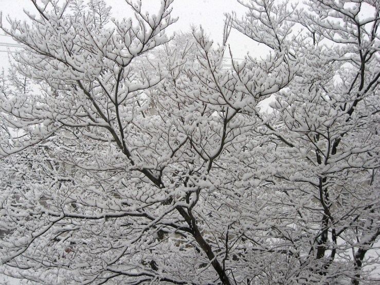 JFries snow dogwood 2.2021